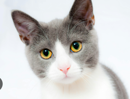 Pet Grooming Supplies